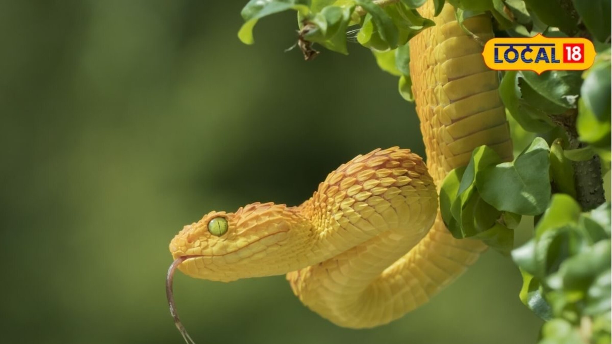 Snake Care: चंदन नाही शेतात अशा झाडांवर सापांची ठिय्या? शेतकऱ्यांनो, घ्या काळजी! Video