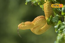 Snake Care: चंदन नाही शेतात अशा झाडांवर सापांची ठिय्या? शेतकऱ्यांनो, घ्या काळजी! Video