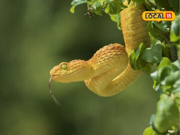 News18