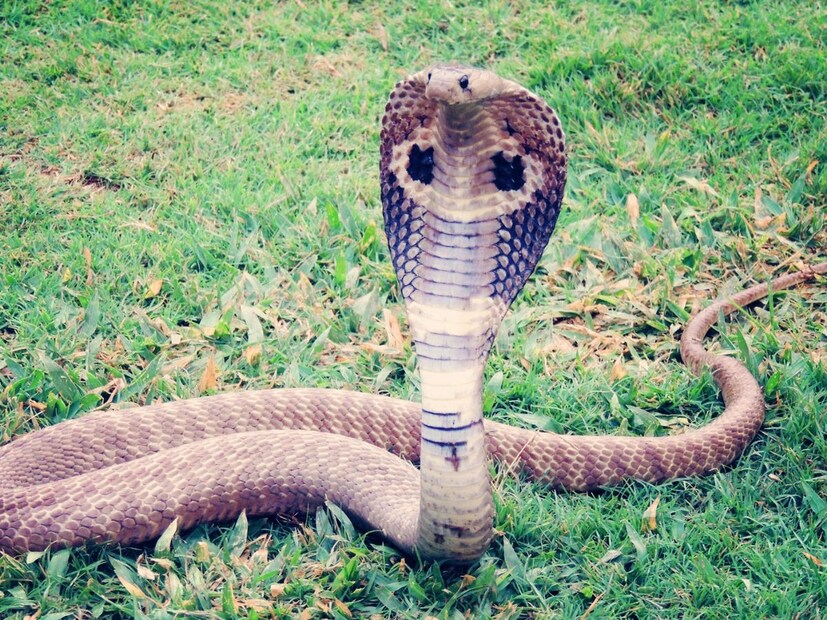 यामागे काही वैज्ञानिक पद्धती देखील आहेतहेमिपेनिस प्रोबिंग
वाइल्डलाइफ तज्ज्ञ अचूक ओळख करण्यासाठी ही पद्धत वापरतात. यात एक बारीक मेटल प्रोब सापाच्या क्लोकामध्ये (जननेंद्रियाच्या उघडण्यात) टाकली जाते. नर सापांमध्ये ती सुमारे 10–12 टेल स्केलपर्यंत जाते, तर मादीमध्ये फक्त 2–3 स्केलपर्यंतच जाते. अजगरांसारख्या मोठ्या सापांमध्ये ही पद्धत प्रभावी ठरते.