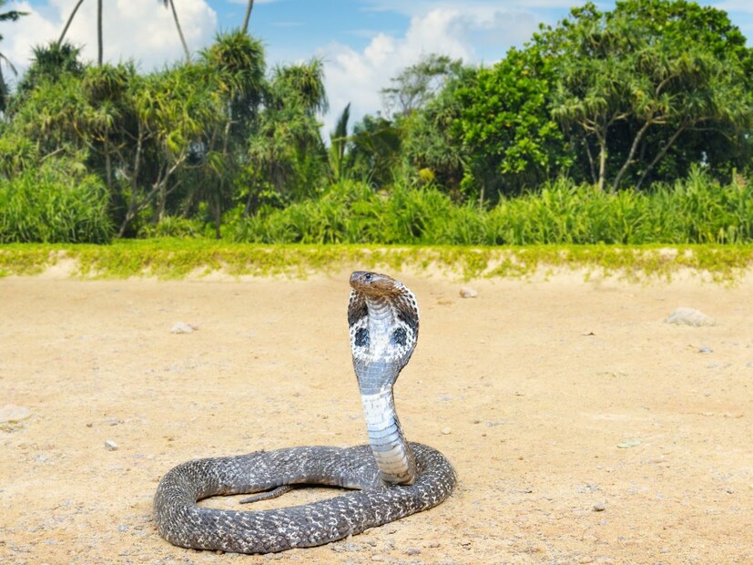 एकंदरीत, साप नर आहे की मादी, हे ओळखणं अवघड जरूर आहे, पण अशक्य नाही. शेपटीची लांबी, रंग आणि वैज्ञानिक पद्धती जसं हेमिपेनिस प्रोबिंग, पॉपिंग किंवा अल्ट्रासाऊंड यांमुळे योग्य माहिती मिळते. हे ज्ञान केवळ वैज्ञानिक दृष्टिकोनातूनच नाही, तर सापसंवर्धन आणि मानव-साप संघर्ष टाळण्यासाठीही उपयुक्त ठरतं.