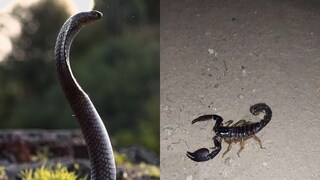 साप आणि विंचू