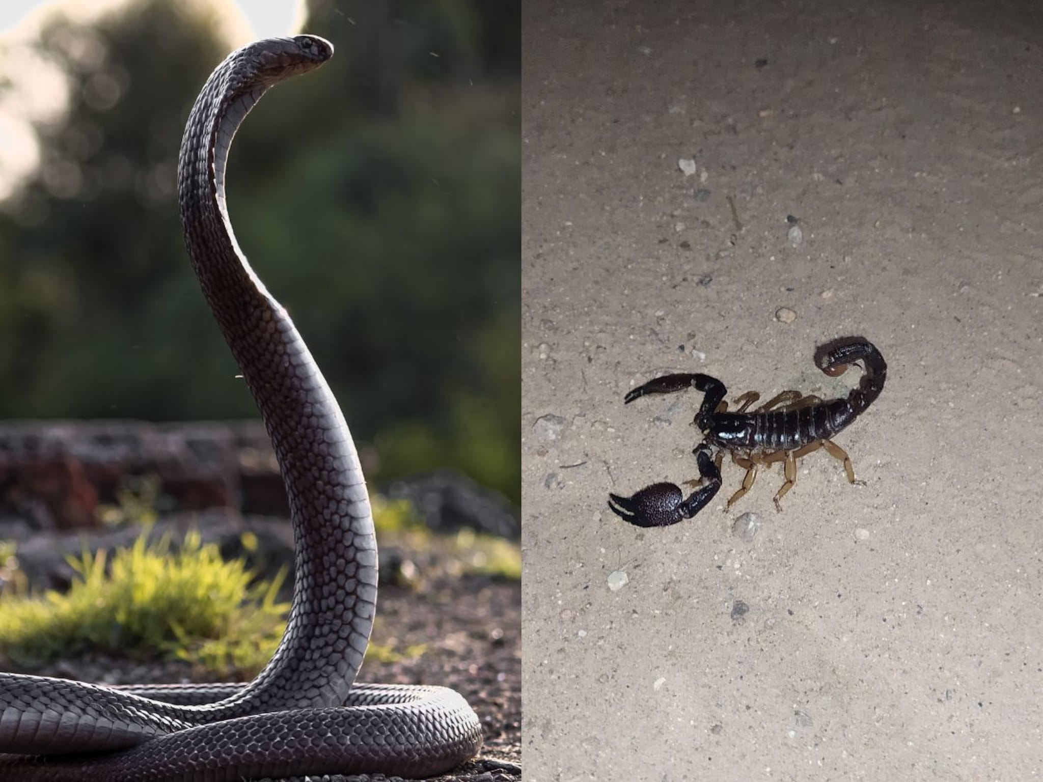 साप की विंचू कोणाचं विष जास्त घातक? कोण मिनिटात घेऊ शकतो जीव? सत्य ऐकून हैरण व्हाल