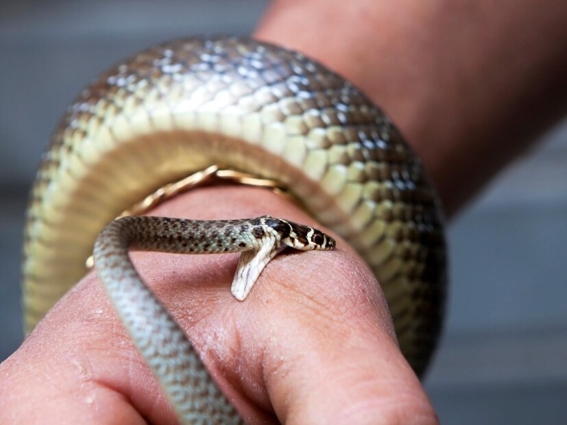 तसं पाहाता सापाचं लिंग ओळखणं खूप अवघड मानलं जातं, तरी काही संकेतांच्या आधारे त्याचा अंदाज लावता येतो.