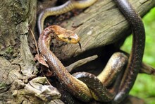 Snake Facts : नाग-नागीणमध्ये फरक कसा कसा ओळखायचा? कोण आहे सर्वात जास्त धोकादायक?