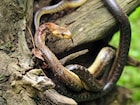 Snake Facts : नाग-नागीणमध्ये फरक कसा कसा ओळखायचा? कोण आहे सर्वात जास्त धोकादायक?