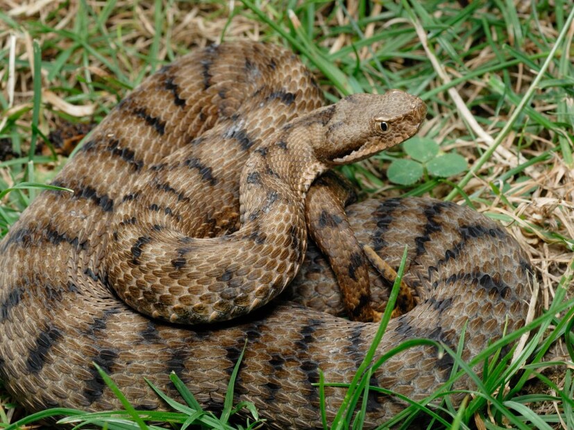 सापाचं लिंग ओळखणं का महत्त्वाचं?साप नर आहे की मादी, हे जाणून घेणं केवळ उत्सुकतेपोटी नव्हे तर वैज्ञानिक आणि पर्यावरण अभ्यासकांसाठीही खूप गरजेचं आहे. यामुळे सापांच्या वर्तनाचा, प्रजनन प्रक्रियेचा आणि त्यांच्या संवर्धनाचा अभ्यास करणं सोपं होतं. शिवाय, प्रजनन (breeding) आणि काळजी घेण्यासाठीही ही माहिती उपयुक्त असते. कारण नर आणि मादी सापांचे वर्तन आणि गरजा वेगळ्या असतात.