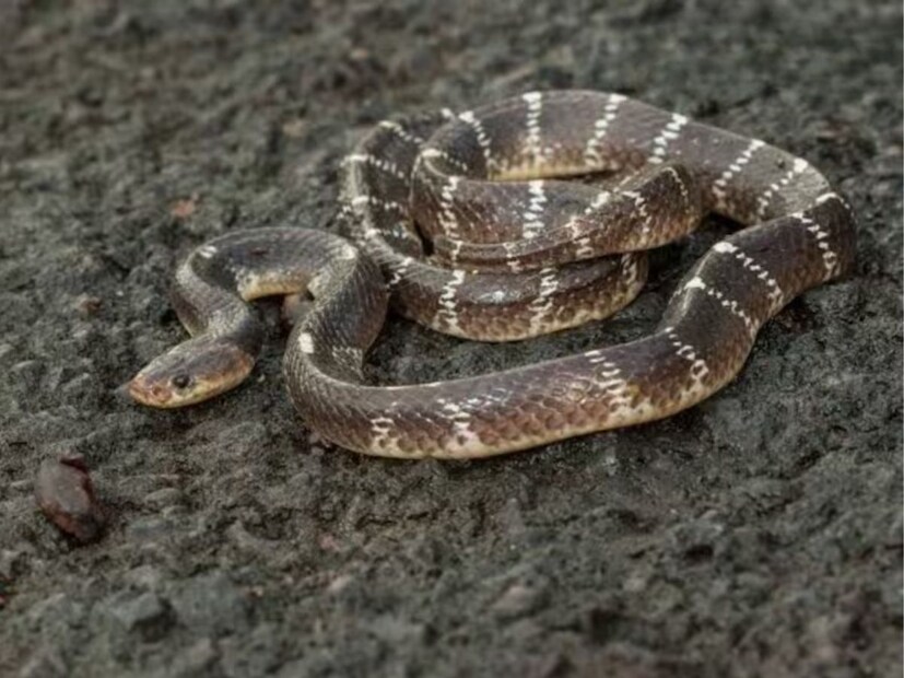 पॉपिंग तंत्रलहान सापांमध्ये प्रोबिंग कठीण असल्याने वैज्ञानिक पॉपिंग पद्धत वापरतात. यात क्लोकाला हळूवार बाहेर ओढून लिंग ओळखलं जातं.
आधुनिक काळात अल्ट्रासाऊंडच्या सहाय्यानेही नर-मादी साप ओळखणं शक्य झालं आहे.