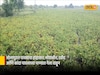 सोलापुरात पावसाचा हाहाकार, सोयाबीन, उडीद आणि कांदा पावसाच्या पाण्यात गेला वाहून