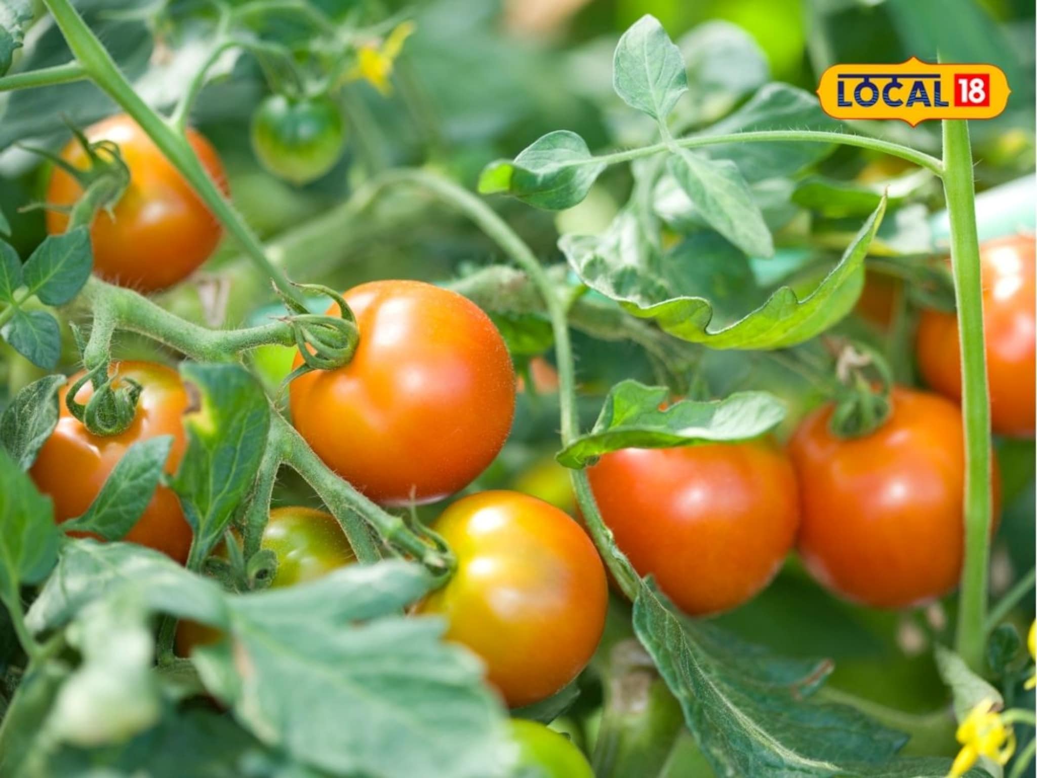 पारंपरिक पिकांना दिला फाटा, शेतात केली टोमॅटो लागवड, उत्पन्न मिळालं लाखांत!