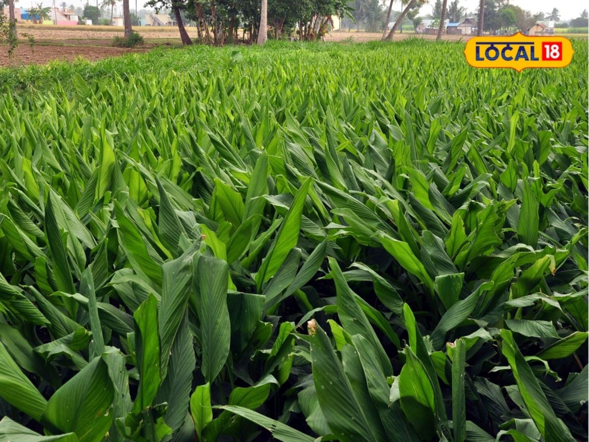 हळद पिकावर रोगांचा प्रादुर्भाव? असं करा व्यवस्थापन, कृषी तज्ज्ञांचा सल्ला