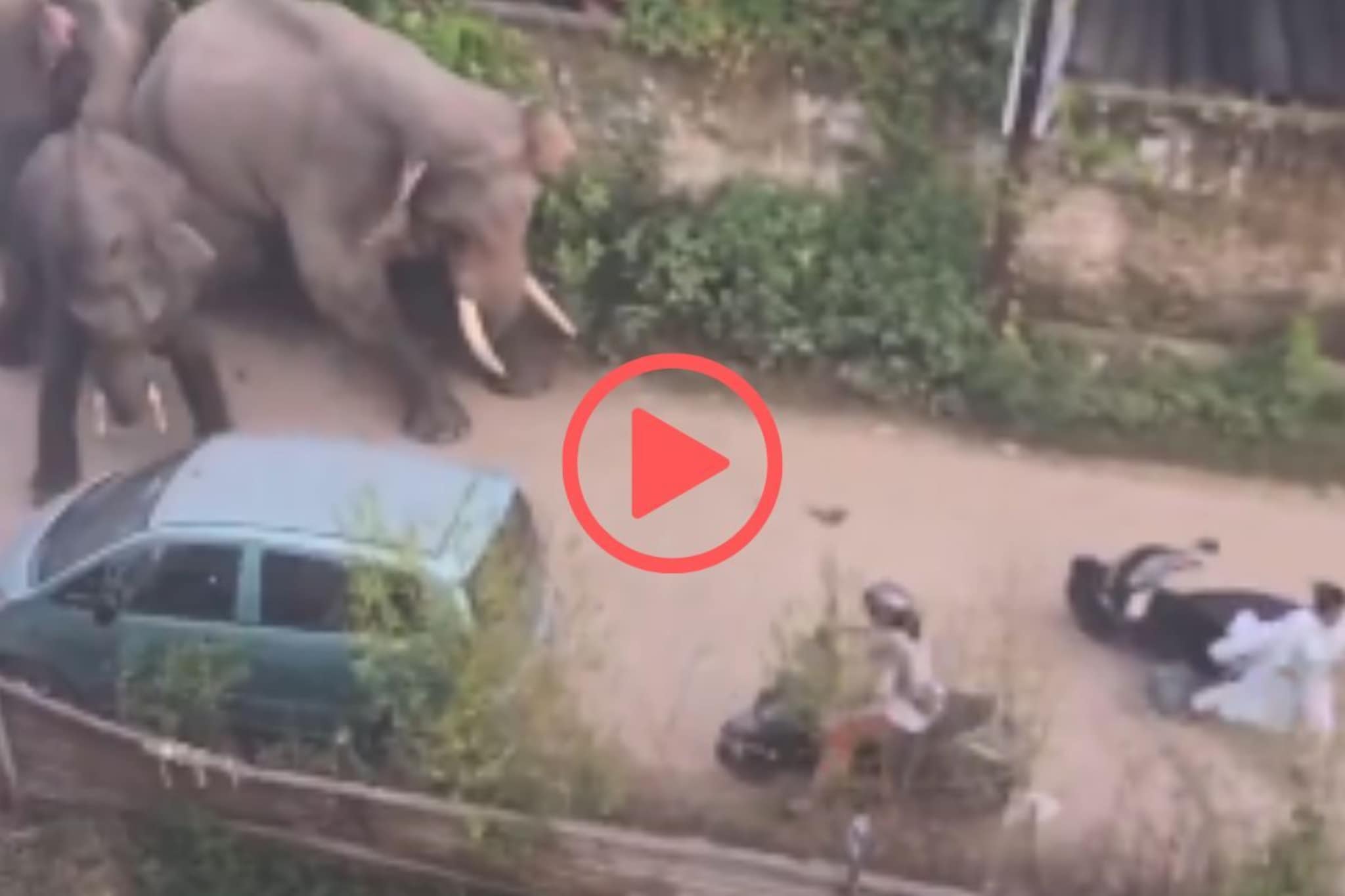 'हे पण पापा की परीला घाबरतात'; हत्तीने केलेला प्रकार पाहून, नेटकऱ्यांमध्ये चर्चा