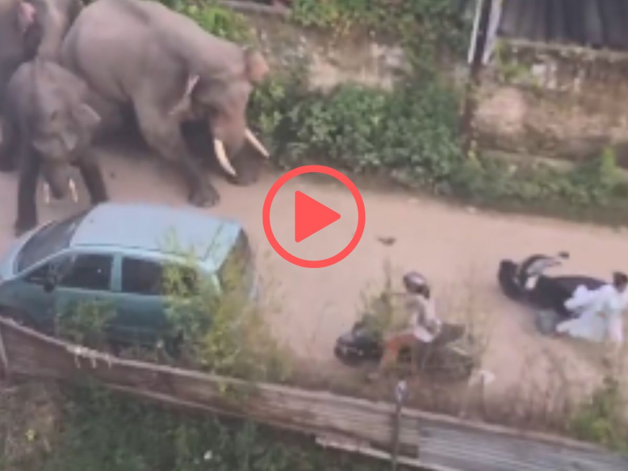 Video : '...हे पण पापा की परीला घाबरतात'; हत्तीने केलेला प्रकार पाहून, नेटकऱ्यांमध्ये उठली चर्चा