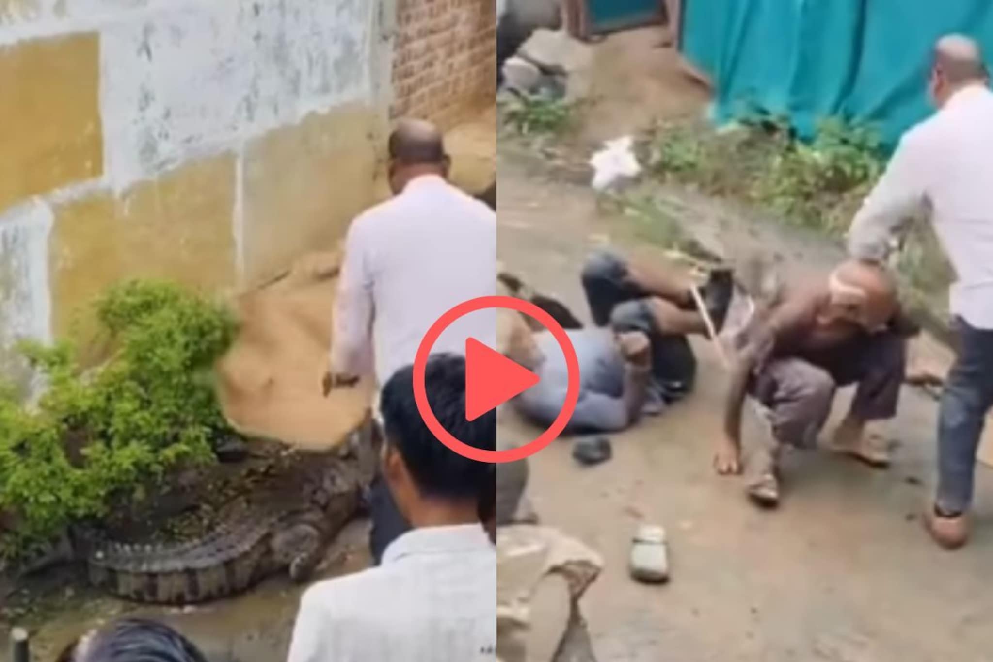 मगरीला पकडायला गेले खरे पण... क्षणात उडा असा गोंधळ, वारंवार प्ले करुन पाहाल Vira