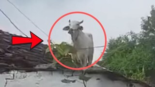 व्हायरल व्हिडीओ