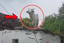 बैलानं घेतला ‘रुफ टॉप’चा शॉर्टकट; Video शेवटपर्यंत पाहा मग कळेल खरा प्रॉब्लम