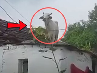 व्हायरल व्हिडीओ व्हायरल व्हिडीओ