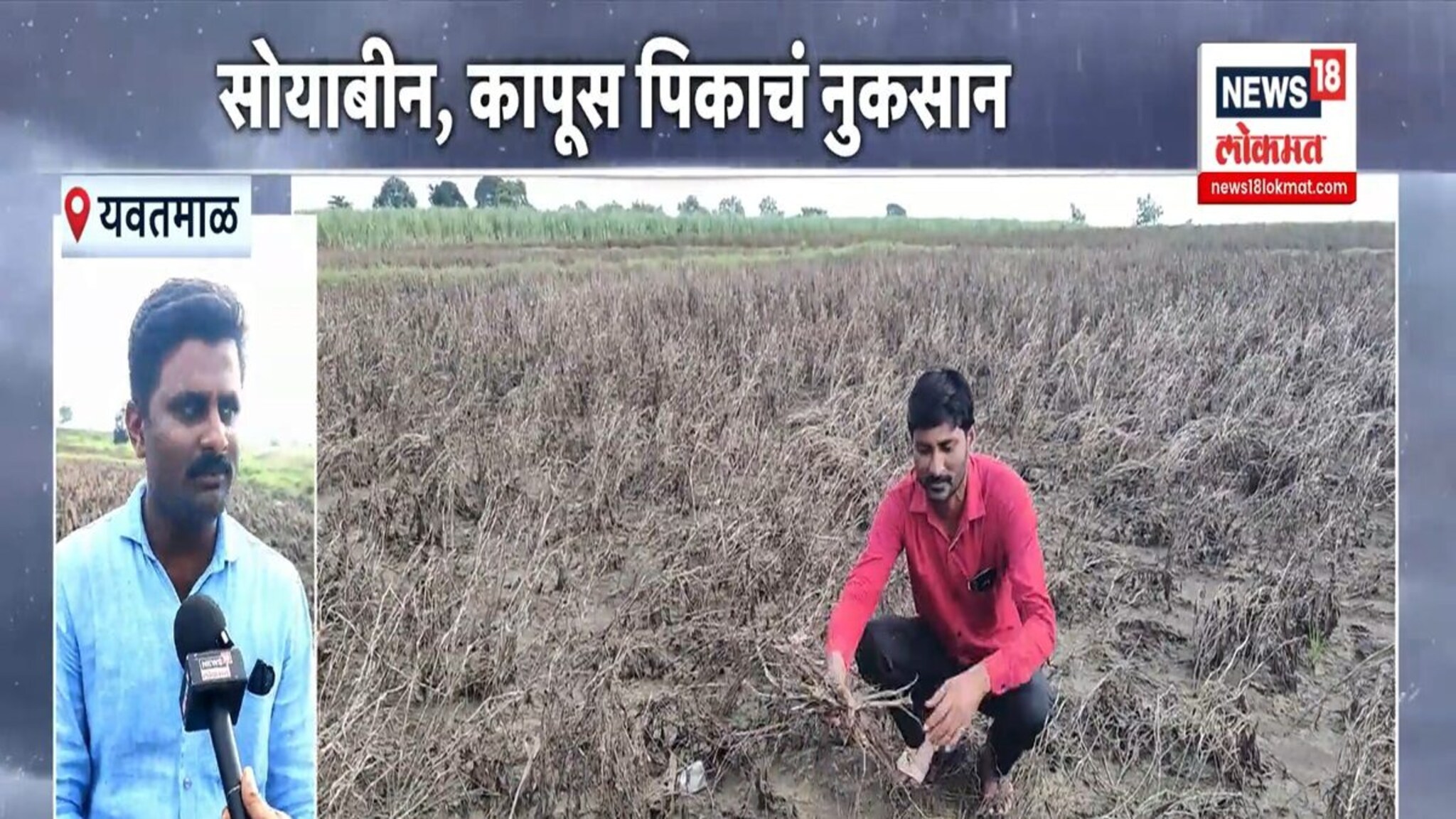 अतिवृष्टीमुळे पिकांचा संपूर्ण नाश; शेतात उरल्या फक्त काड्या !