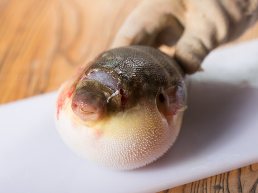  फुगु पफरफिश (Fugu Pufferfish) : हा जपानचा मासा सर्वात धोकादायक पदार्थांपैकी एक मानला जातो. यात असलेले टेट्रोडोटॉक्सिन हे सायनाइडपेक्षा तब्बल 1000 पट अधिक शक्तिशाली असते. फुगु मासा बनवताना झालेली छोटीशी चूकही प्राणघातक ठरू शकते, म्हणूनच तो बनवण्यासाठी केवळ परवानाधारक शेफला (licensed chefs) च परवानगी आहे.