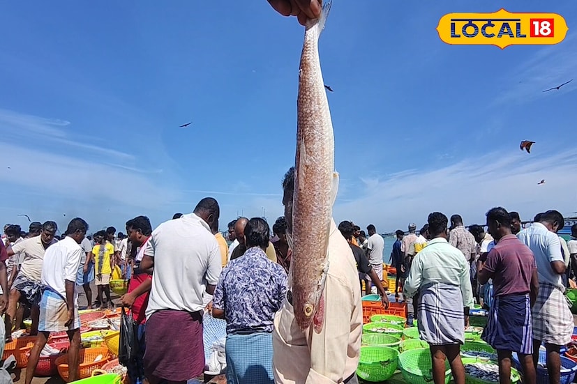 औषधी गुणधर्म : ओमेगा-3 फॅटी अॅसिड आणि अमिनो अॅसिड पोषणामुळे हे मासे खाल्ल्याने लठ्ठपणा टाळला जातो. ते हाडांचे नुकसान, पुरळ, खाज सुटणे आणि कमी प्रतिकारशक्तीमुळे होणारे आजार कमी करते.