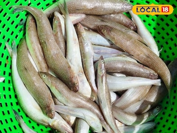 हार्ट अटॅकपासून वाचवतो 'हा' मासा! हृदयरोग टाळण्यासाठी आहे उत्तम उपाय.. हार्ट अटॅकपासून वाचवतो 'हा' मासा! हृदयरोग टाळण्यासाठी आहे उत्तम उपाय..