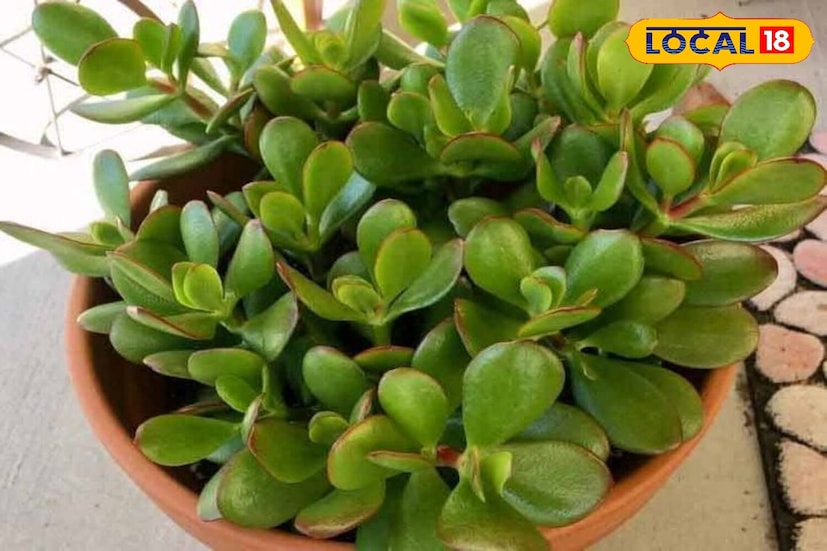 क्रॅसुला वनस्पतीला पैशाचे झाड असेही म्हणतात. ते घराच्या मुख्य प्रवेशद्वाराजवळ लावले जाते. ते लावल्याने घरात सकारात्मकता, संपत्ती आणि सौभाग्य येते. व्यवसायाच्या यशासाठी ते विशेषतः फायदेशीर आहे. म्हणूनच दिवाळीत घरात ते लावणे अत्यंत फायदेशीर ठरू शकते.
