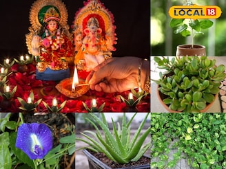 दिवाळीत घरात लावा ही रोपं, लक्ष्मीच्या आशीर्वादाने तिजोरी पैशांनी भरलेली राहील!