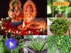 दिवाळीत घरात लावा ही रोपं, लक्ष्मीच्या आशीर्वादाने तिजोरी पैशांनी भरलेली राहील!