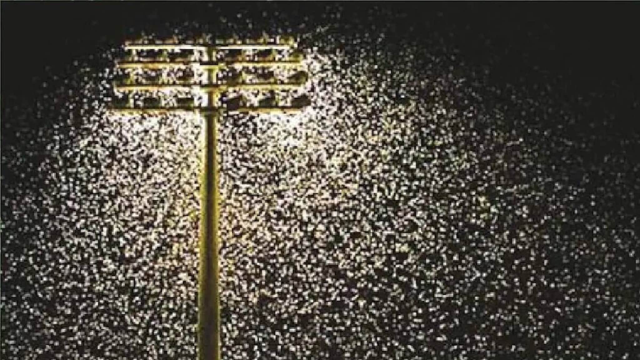 Do You Know : रात्री लाईटजवळ दिसणारे किडे दिवसभर कुठे असतात? हे किडी काय खातात, जगतात कसे?