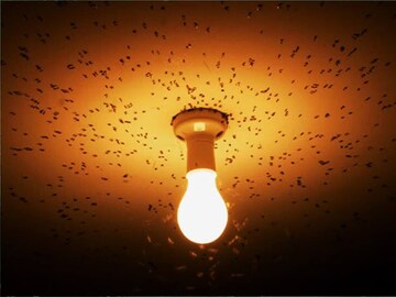 रात्री लाईटजवळ दिसणारे किडे दिवसभर कुठे असतात? हे किडी काय खातात, जगतात कसे?