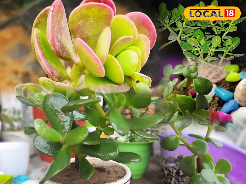 क्रॅसुला वनस्पती केवळ तुमच्या घराची वास्तू सुधारण्यास मदत करत नाही तर सकारात्मक ऊर्जा आणि समृद्धी आणणारी देखील मानली जाते. तुमच्या कार्यालयात ही वनस्पती ठेवल्याने संपत्ती येते आणि व्यवसाय वाढतो असे मानले जाते.