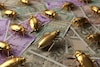 Cockroaches : काय सांगता! झुरळ बनवतंय मालामाल, पण कसं काय?