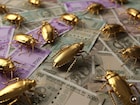 Cockroaches : काय सांगता! झुरळ बनवतंय मालामाल, पण कसं काय?