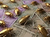 Cockroaches : काय सांगता! झुरळ बनवतंय मालामाल, पण कसं काय?