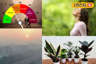 प्रदूषणाने ढासळलीये हवेची गुणवत्ता; घरात लावा ही 6 रोपं, 24 तासात हवा होईल शुद्ध
