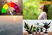प्रदूषणाने ढासळलीये हवेची गुणवत्ता; घरात लावा ही 6 रोपं, 24 तासात हवा होईल शुद्ध