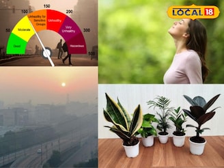 प्रदूषणाने ढासळलीये हवेची गुणवत्ता; घरात लावा ही 6 रोपं, 24 तासात हवा होईल शुद्ध