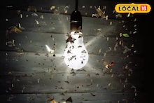 Insect Repellent : घरात लाइटभोवती पाकळ्या फिरतायत? 'हे' घरगुती उपाय करा; 5 मिनिटांत होतील गायब..