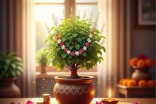 Tulsi Tips: धनवर्षा करेल तुळस! घराची लक्ष्मी मानून नित्य या गोष्टी केल्यानं सुख-शांती-आर्थिक भरभराट