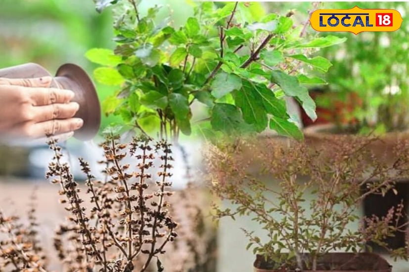 जर तुमचे तुळशीचे रोप वारंवार सुकत असेल किंवा तिचा हिरवा रंग गमावत असेल, तर हे स्वस्त घरगुती उपाय वापरून पाहा. थोडे प्रयत्न आणि नियमित काळजी घेतल्यास, तुम्ही घराची हिरवळ परत मिळवू शकता. एक छोटासा प्रयत्न तुमच्या घरात हिरवळ आणि सकारात्मक ऊर्जा आणू शकतो.