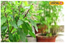 तुळशी विवाहच्या दिवशी दूर होतील सर्व समस्या, काय करावे, काय करू नये? जाणून घ्या