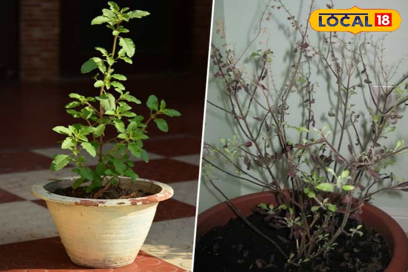 एप्सम मीठ, ज्याला मॅग्नेशियम सल्फेट असेही म्हणतात, वनस्पतींसाठी अत्यंत फायदेशीर आहे. ते जमिनीतील मॅग्नेशियमचे प्रमाण संतुलित करते आणि वनस्पतींच्या पेशींमध्ये क्लोरोफिल तयार करण्यास मदत करते. यामुळे वनस्पती निरोगी दिसतेच असे नाही तर जलद वाढ देखील होते.