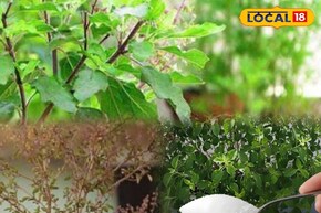तुळशीची पानं दाट आणि हिरवीगार बनवेल एप्सम मीठ! जाणून घ्या वापरण्याची पद्धत..