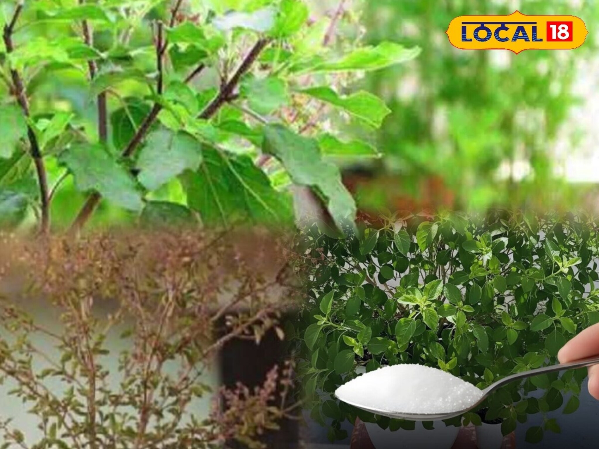 Gardening Tips : तुळशीची पानं दाट आणि हिरवीगार बनवेल एप्सम मीठ! जाणून घ्या वापरण्याची पद्धत..