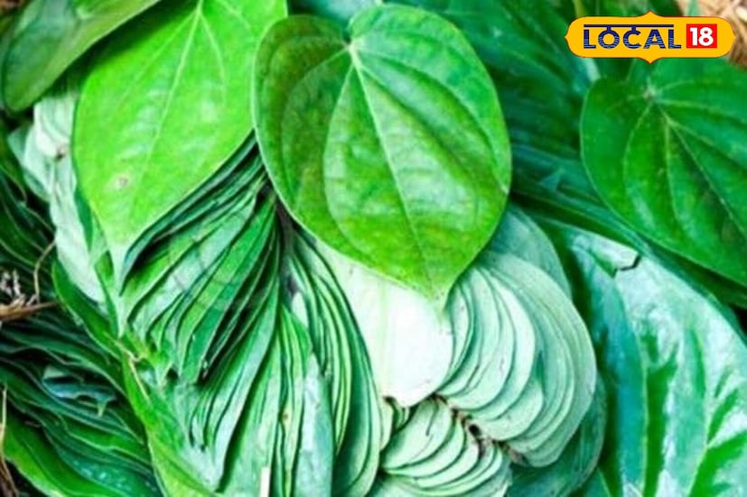 जास्त आर्द्रतेमुळे तुपाच्या गुणवत्तेवर परिणाम होण्यापासून रोखण्यासाठी सुपारीच्या पानांचा वापर अत्यंत प्रभावी आहे. प्राचीन काळी स्त्रिया तूप बनवताना ही पद्धत वापरत असत. त्यामुळे तुपाचे शेल्फ लाइफ देखील वाढते.