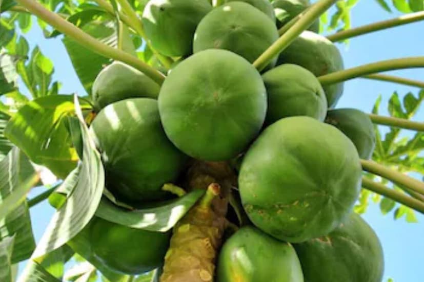 न्यूट्रिशनिस्ट लवनीत बत्रा यांच्या मते, कच्ची किंवा अर्धवट पिकलेली पपई गर्भवती महिलांसाठी हानिकारक ठरू शकते. कारण अशा पपईत लेटेक्स नावाचा नैसर्गिक घटक असतो, जो गर्भाशयात आकुंचन निर्माण करू शकतो. यामुळे गर्भपात किंवा अकाली प्रसवाचा धोका वाढतो. म्हणून गर्भवती महिलांनी कच्ची पपई पूर्णपणे टाळावी.