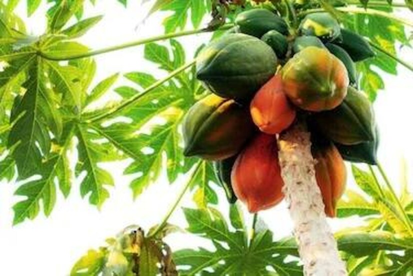 फळांमध्ये पपई म्हणजे आरोग्याचा खजिना मानला जातो. तिचा रंग, गोडसर चव आणि सहज पचणारे गुणधर्म यामुळे ती प्रत्येक घरात आवडती असते. पपईमध्ये व्हिटॅमिन A, व्हिटॅमिन C, फायबर आणि अँटिऑक्सिडंट्स मुबलक प्रमाणात असतात. त्यामुळे ती पचन सुधारते, रोगप्रतिकारशक्ती वाढवते आणि त्वचा उजळ ठेवते. पण तुम्हाला माहितीय का? पपई सर्वांसाठी फायदेशीर नसते. काही लोकांनी ती खाल्ल्यास आरोग्यावर उलट परिणाम करते. फळांमध्ये पपई म्हणजे आरोग्याचा खजिना मानला जातो. तिचा रंग, गोडसर चव आणि सहज पचणारे गुणधर्म यामुळे ती प्रत्येक घरात आवडती असते. पपईमध्ये व्हिटॅमिन A, व्हिटॅमिन C, फायबर आणि अँटिऑक्सिडंट्स मुबलक प्रमाणात असतात. त्यामुळे ती पचन सुधारते, रोगप्रतिकारशक्ती वाढवते आणि त्वचा उजळ ठेवते. पण तुम्हाला माहितीय का? पपई सर्वांसाठी फायदेशीर नसते. काही लोकांनी ती खाल्ल्यास आरोग्यावर उलट परिणाम करते.