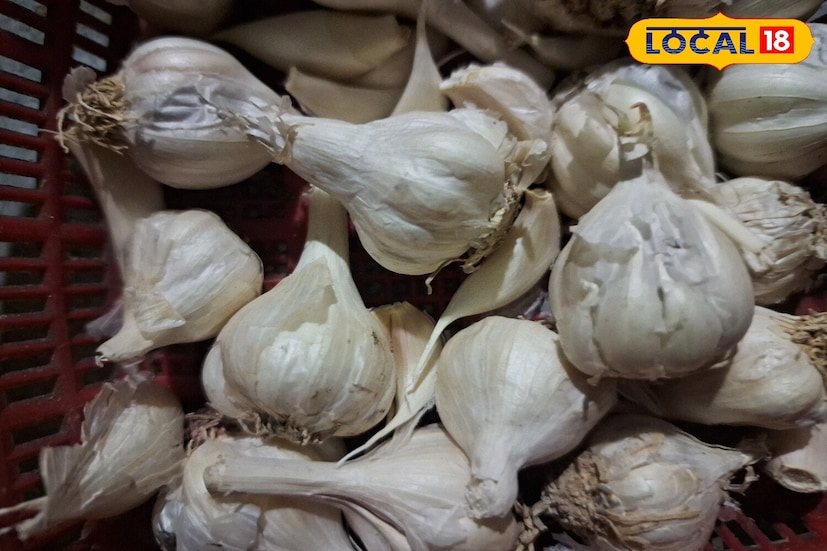 लसणाचा गरम असतो आणि तो वात आणि कफ दोष शांत करतो. आयुर्वेदिक दृष्टीने लसूण एक बहुमूल्य औषध आहे. लसणामध्ये असलेले गंधक, एलिसिन, ब समूह जीवनसत्त्व (6), मॅग्नेशियम आणि सेलेनियम सारखे घटक यामुळे लसून आपल्या आरोग्यासाठी अत्यंत उपयोगी बनवतो.