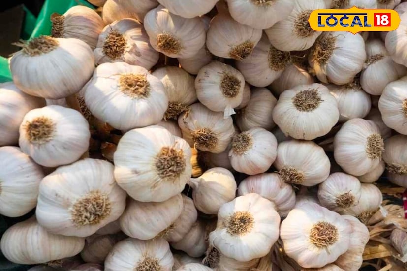 हिवाळ्यात लसणाचे सेवन केल्याने खोकला आणि सर्दी-पडसे बरे होते. लसणामध्ये असलेले एलिसिन शरीरातील जीवाणू आणि विषाणूंशी लढते. तुम्ही हिवाळ्यात सकाळी रिकाम्या पोटी लसणाच्या एक-दोन कच्च्या कळ्या चावून खाल्ल्या, तर तुमची रोगप्रतिकारशक्ती मजबूत होईल आणि थंडीपासून बचाव होतो.