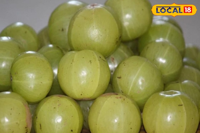 आरोग्य तज्ञ डॉ. श्याम नंदन तिवारी यांनी सांगितले की, आवळा अनेक प्रकारे आरोग्यासाठी फायदेशीर ठरतो. त्याचे अनेक फायदे आहेत, परंतु तो खाण्याची योग्य पद्धत देखील महत्त्वाची आहे. सकाळी रिकाम्या पोटी आवळा सेवन करणे चांगले मानले जाते. तसेच ताजे फळ, रस, जाम किंवा पावडर म्हणून देखील आवळा खाल्ला जाऊ शकतो. 